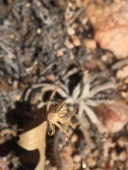 Chaenactis santolinoides