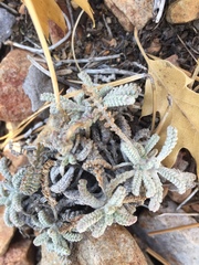 Chaenactis santolinoides