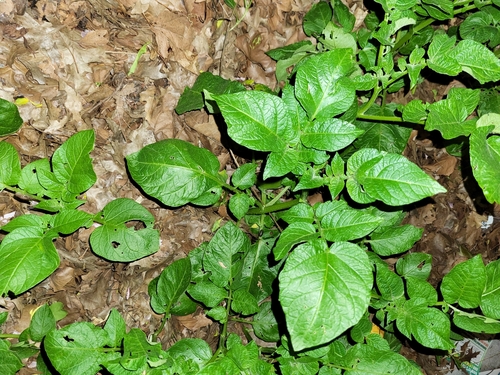 Solanum tuberosum