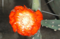 Opuntia quimilo