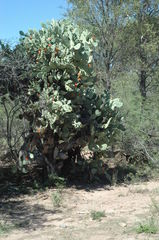Opuntia quimilo