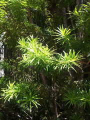 Halocarpus kirkii