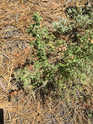 nodding bedstraw (Galium hallii)