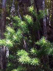 Halocarpus kirkii