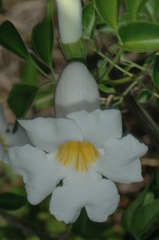 Amphilophium
