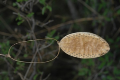 Amphilophium