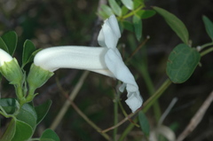 Amphilophium