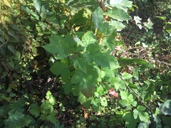 Rubus crataegifolius