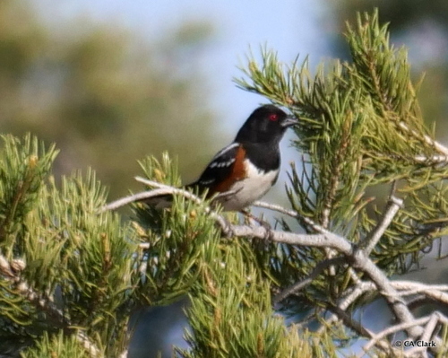 iNaturalist observation photo of Spotted Towhee