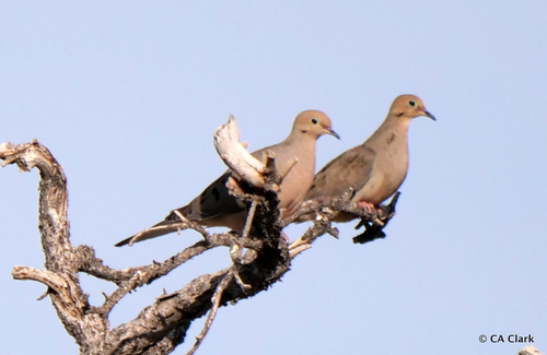iNaturalist observation photo of Mourning Dove