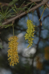 Prosopis torquata