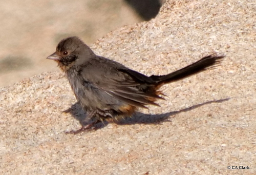 iNaturalist observation photo of California Towhee