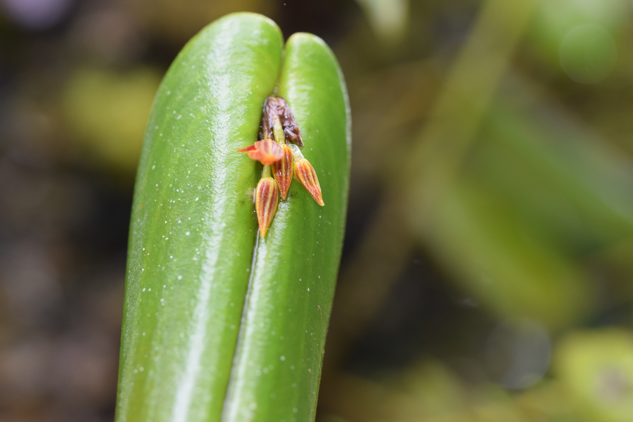 Pleurothallis coriacardia image