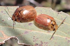 Paropsisterna agricola