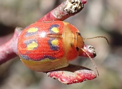Paropsisterna nobilitata