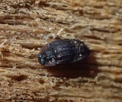 Micropeplus