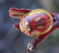 Paropsisterna nobilitata