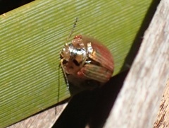 Paropsisterna bimaculata