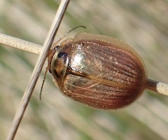 Paropsisterna bimaculata