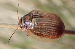 Paropsisterna bimaculata