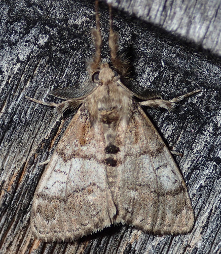 Northern Pine Tussock Moth photo 5