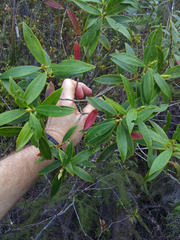 Metrosideros umbellata