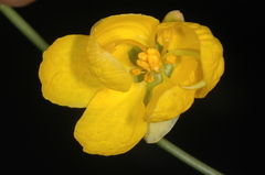 Senna aphylla