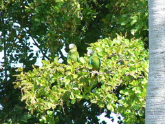 Amazona ventralis