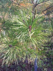 Pinus densiflora