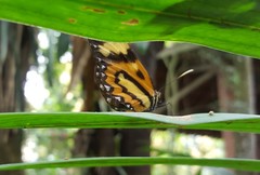 Placidina euryanassa