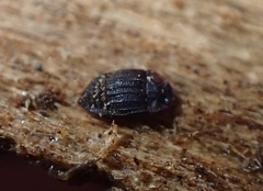 Micropeplus