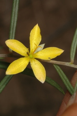 Talinum polygaloides