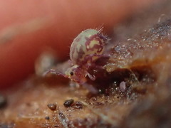 Ptenothrix beta