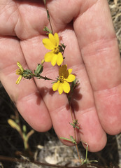 Calycadenia truncata