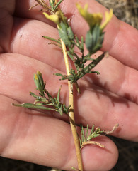 Calycadenia truncata