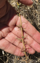 Calycadenia truncata