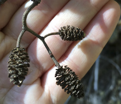 Alnus incana tenuifolia