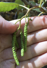Alnus incana tenuifolia
