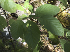 Alnus incana tenuifolia