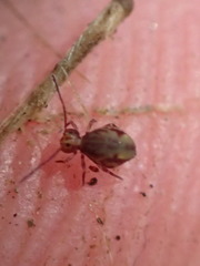 Ptenothrix beta