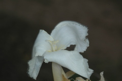 Tillandsia xiphioides