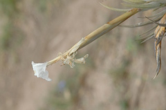 Tillandsia xiphioides