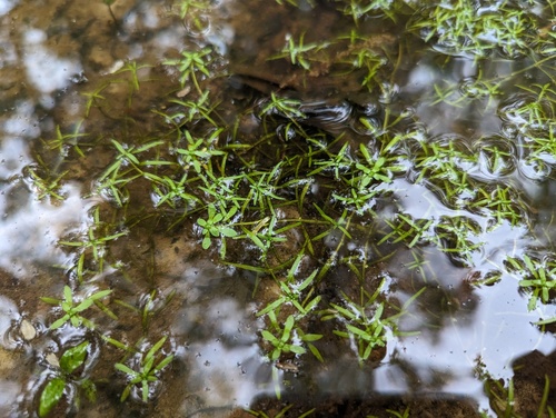 Twoheaded water-starwort (Callitriche heterophylla)