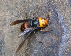 Vespa mandarinia