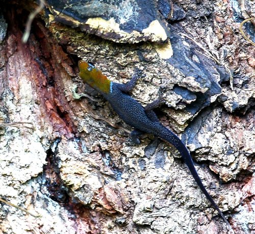 Yellow-headed Gecko, Gamboa, Panamá., photo 9 of 10