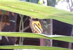 Placidina euryanassa