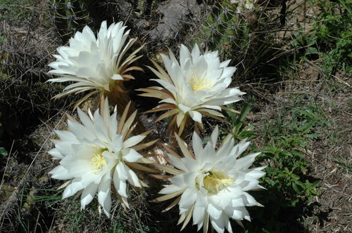 Soehrensia candicans