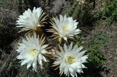 Trichocereus candicans