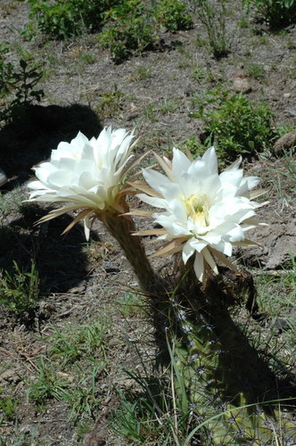 Soehrensia candicans