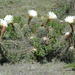 Trichocereus candicans - Photo (c) aacocucci,  זכויות יוצרים חלקיות (CC BY-NC), הועלה על ידי aacocucci